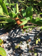 Schistocerca rubiginosa