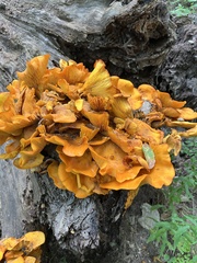 Omphalotus