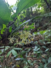 Clerodendrum