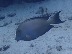 Ctenochaetus striatus