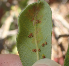 Neuroterus saltatorius