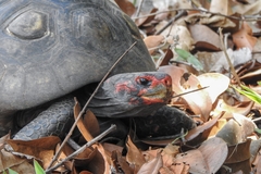 Chelonoidis carbonarius