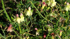 Lechenaultia linarioides