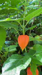 Alkekengi officinarum