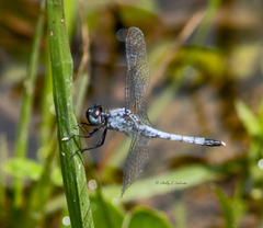 Erythrodiplax minuscula