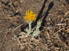 Centaurea solstitialis