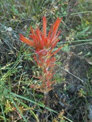 Castilleja linariifolia