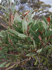 Hakea platysperma