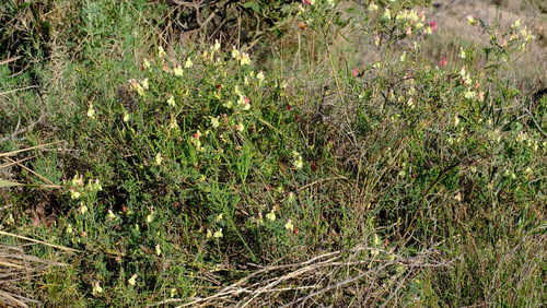 Image of Leschenaultia linarioides by (c) Peter Crowcroft, some rights reserved (CC BY)