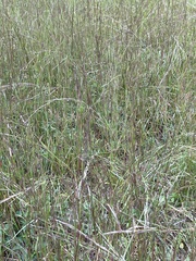 Schizachyrium scoparium