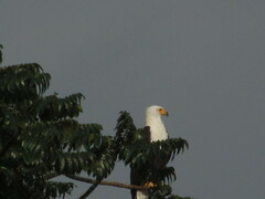 Haliaeetus vocifer