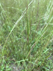 Schizachyrium scoparium
