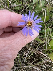 Eurybia spectabilis