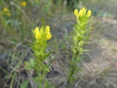 Orthocarpus luteus