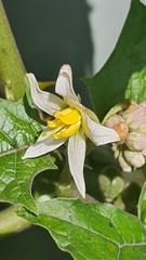 Solanum stramoniifolium