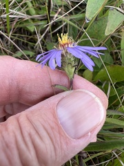 Eurybia spectabilis