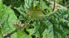 Solanum stramoniifolium