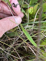 Eurybia spectabilis