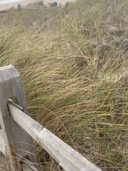 Ammophila breviligulata