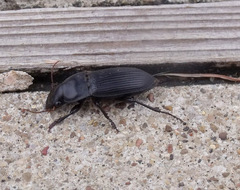 Harpalus caliginosus
