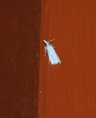 Microcrambus biguttellus