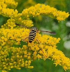 Spilomyia longicornis