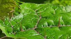 Solanum stramoniifolium