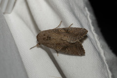 Spodoptera frugiperda