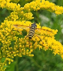 Spilomyia longicornis