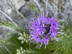 Liatris punctata