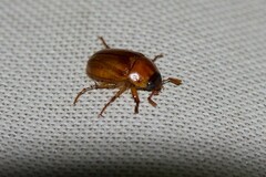 Cyclocephala