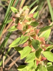 Ludwigia pilosa