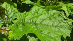 Solanum stramoniifolium