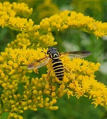 Spilomyia longicornis