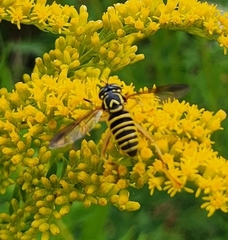 Spilomyia longicornis