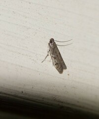 Phycitodes reliquellum