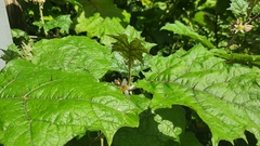 Solanum stramoniifolium