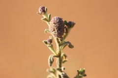 Pterocaulon sphacelatum