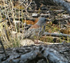 Junco hyemalis caniceps