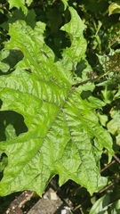 Solanum stramoniifolium