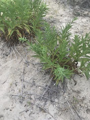 Solidago sempervirens