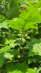 Solanum stramoniifolium