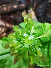 Malaxis histionantha