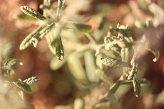 Pterocaulon sphacelatum
