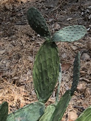 Opuntia monacantha
