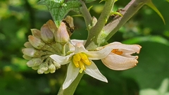 Solanum stramoniifolium