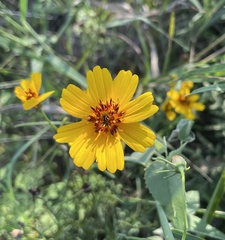 Thelesperma simplicifolium