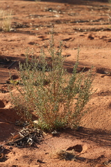 Pterocaulon sphacelatum