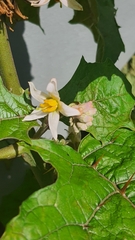 Solanum stramoniifolium