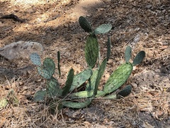 Opuntia monacantha